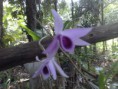 /album/orchid-photo/dendrobium-spp-jpg/